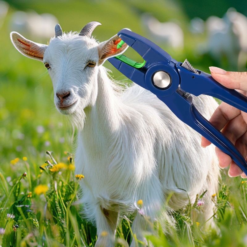 100 szt. Zintegrowane znacznik – Livestock Ear Tag recenzja i cena